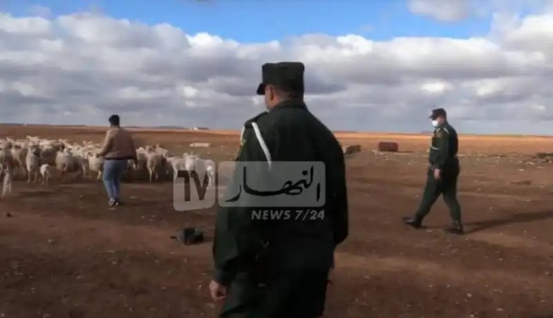 هكذا تمكن كهل من تنويم إبن عمه وسرقة 11 رأس غنم رفقة شريكه بالشراقة
