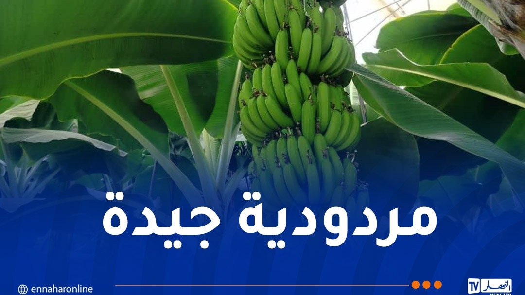 زراعة الموز بجيجل.. نتائج واعدة وآفاق إنتاجية أكبر