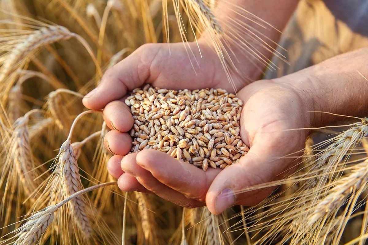 الجزائر تطرح مناقصة دولية لشراء القمح.. والعروض غدًا الثلاثاء