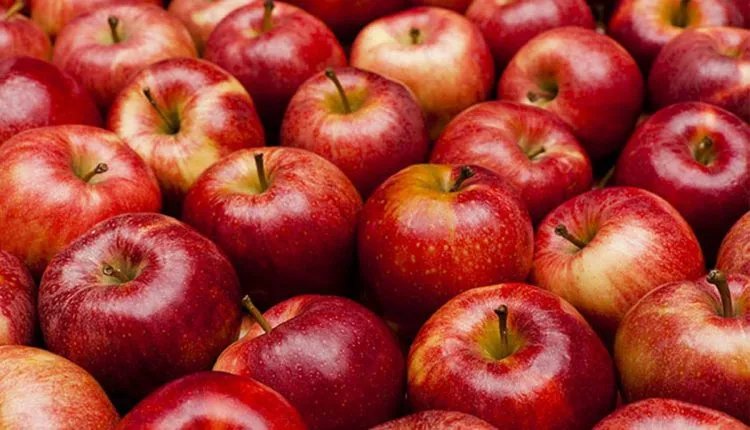 الأغواط وأفلو تنتج أكثر من 12 ألف قنطار من التفاح
